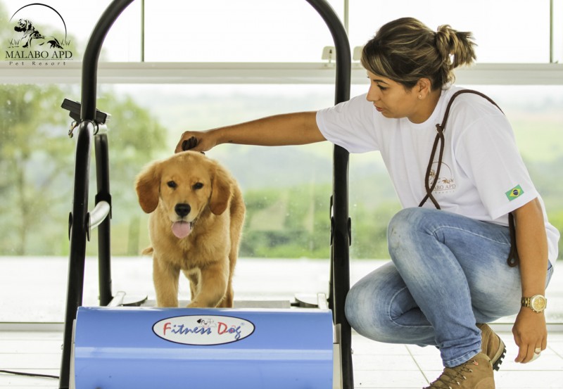 Conheça os benefícios da atividade física para o seu cão